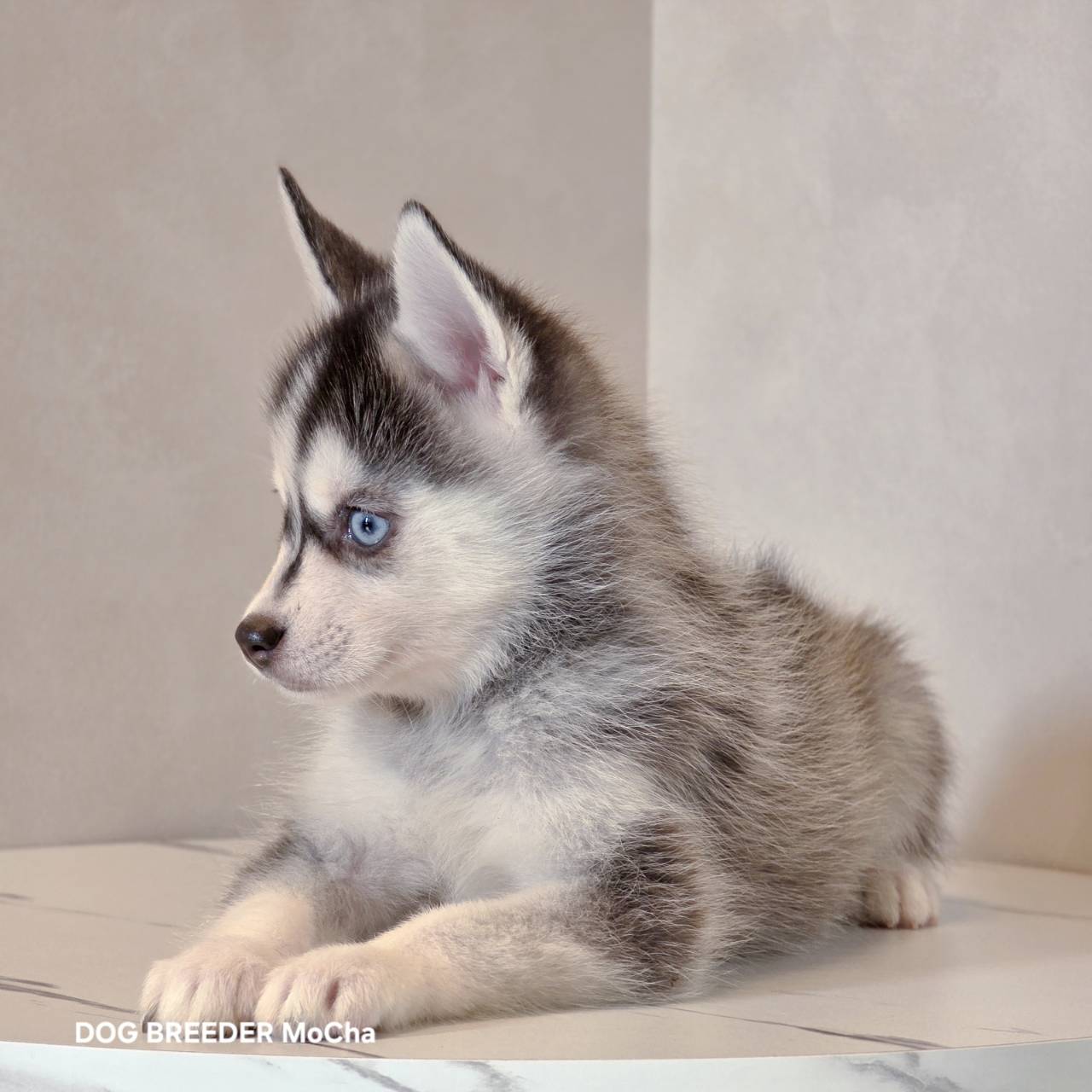 ポンスキー子犬ID()画像2