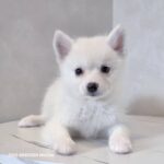 ポンスキー子犬ID()サムネイル画像1