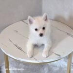 ポンスキー子犬ID()サムネイル画像3