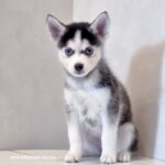 ポンスキー子犬ID()サムネイル画像1