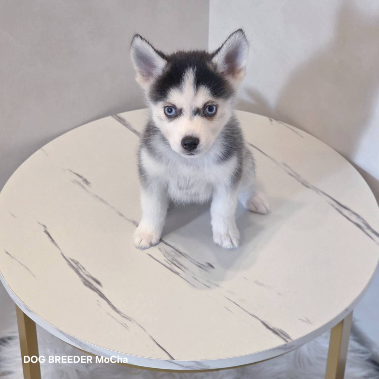 ポンスキー子犬ID()画像3
