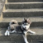 ポンスキー子犬ID()サムネイル画像9