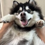 ポンスキー子犬ID()サムネイル画像4