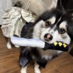 ポンスキー子犬ID()サムネイル画像5