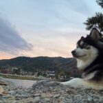 ポンスキー子犬ID()サムネイル画像3