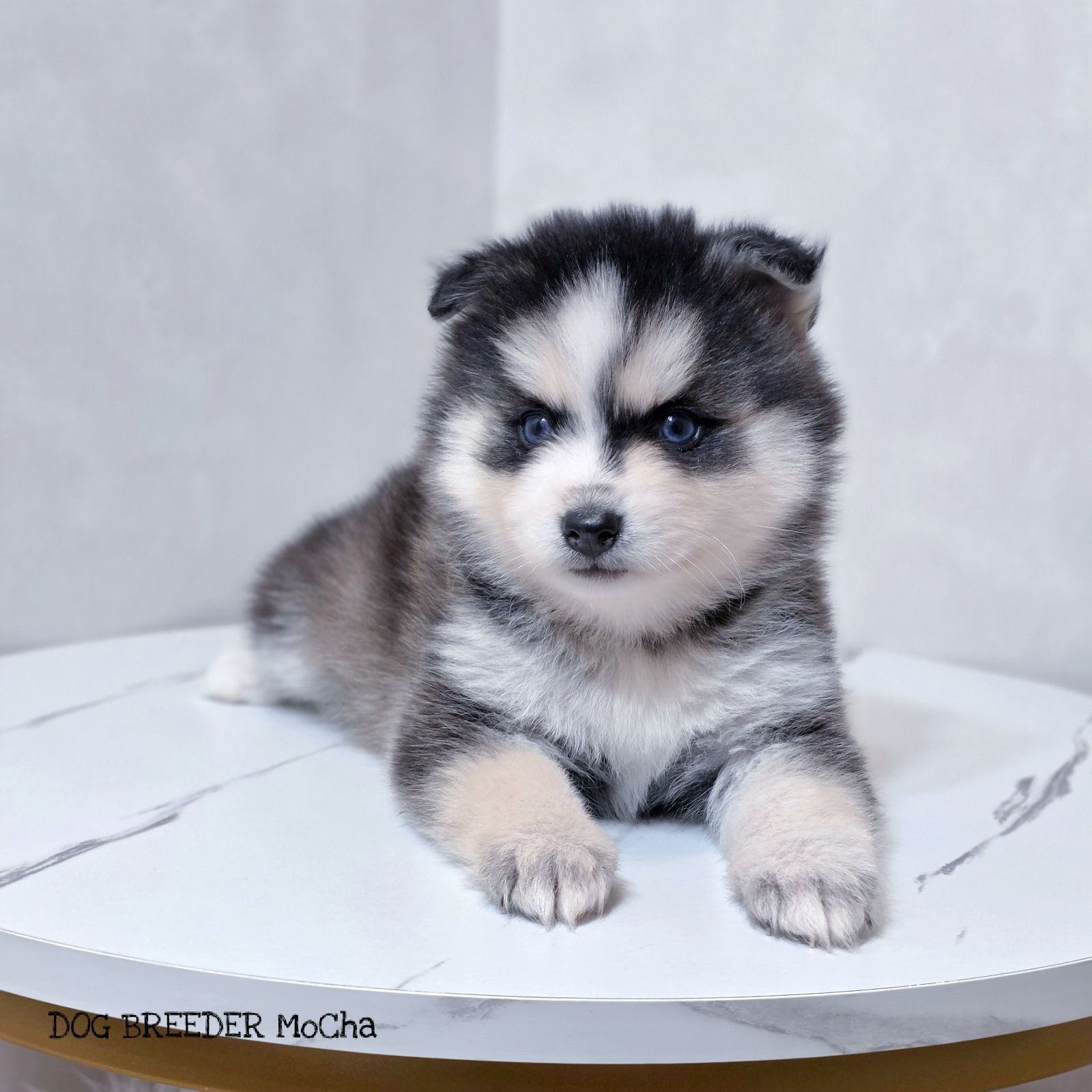 ポンスキー子犬ID()画像2