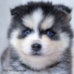 ポンスキー子犬ID()サムネイル画像3