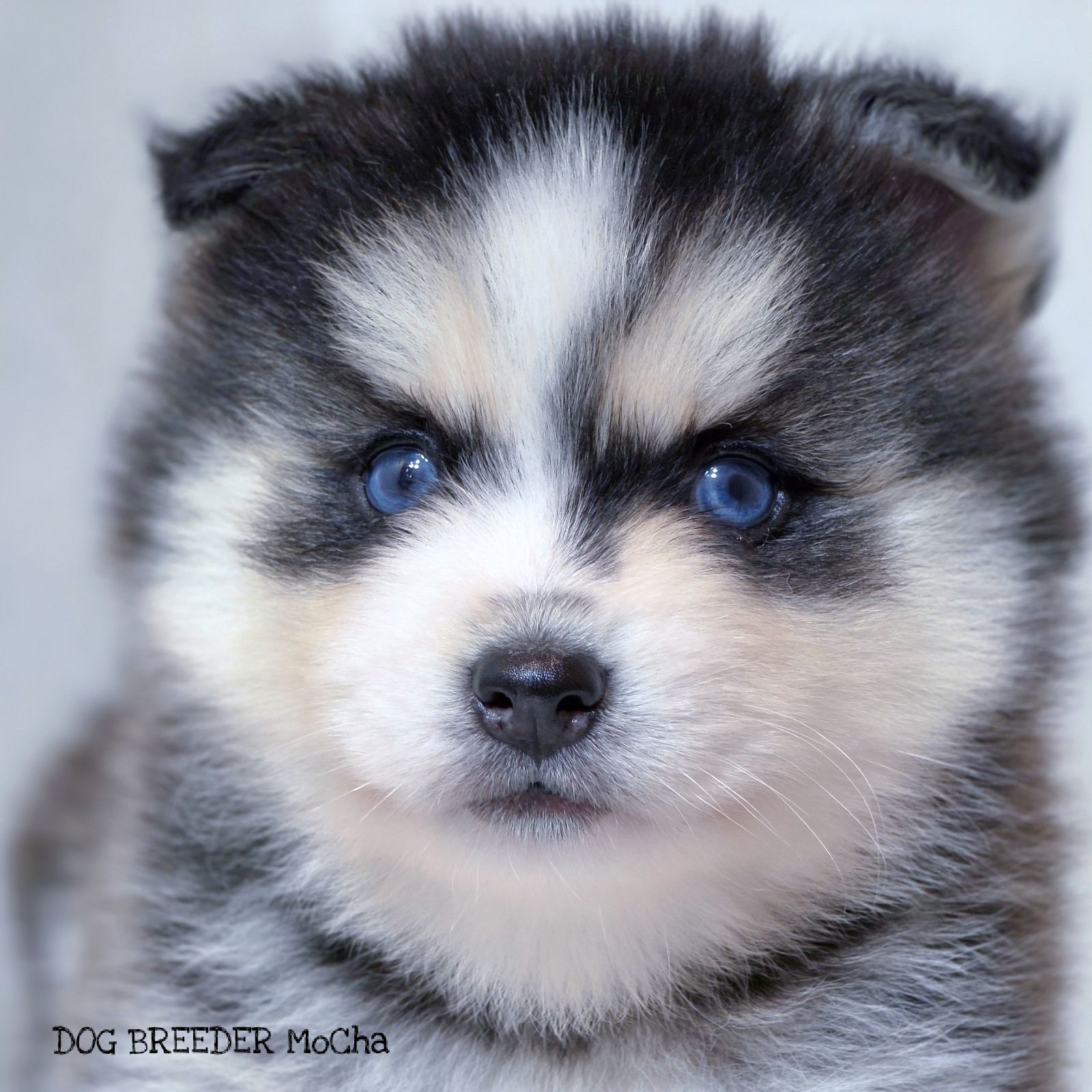 ポンスキー子犬ID()画像3