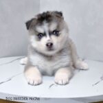 ポンスキー子犬ID()サムネイル画像1