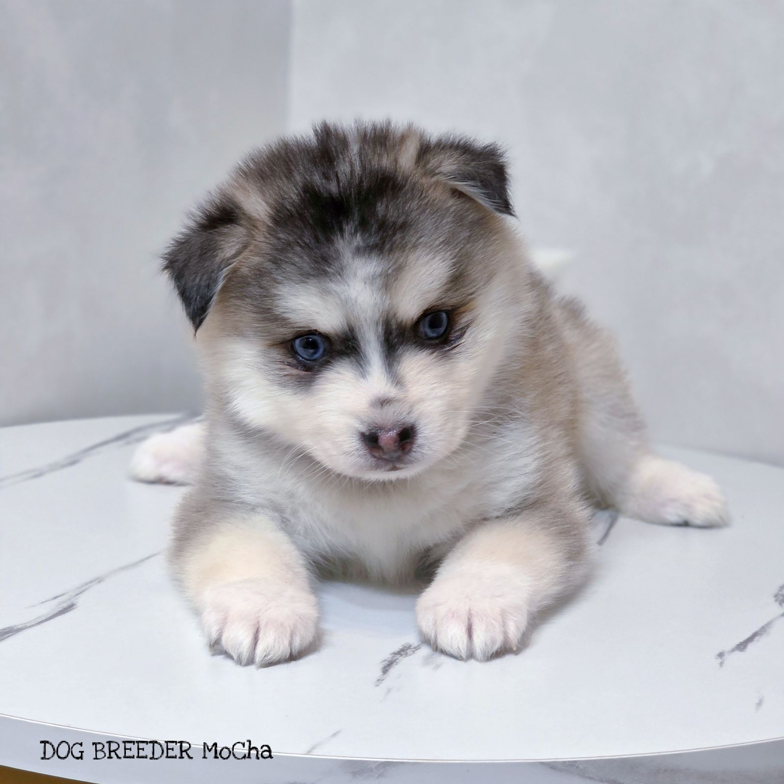 ポンスキー子犬ID()画像2