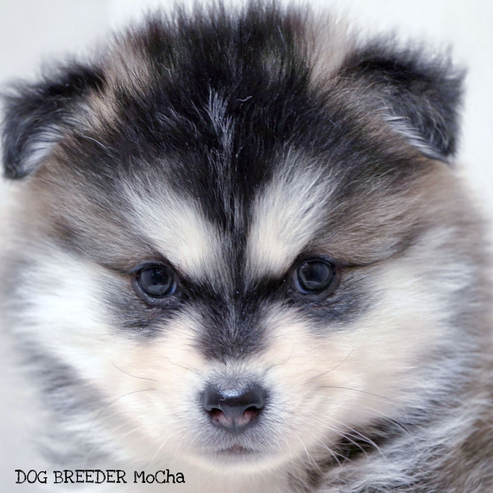 ポンスキー子犬ID()画像3