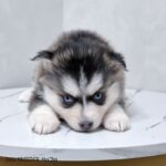 ポンスキー子犬ID()サムネイル画像2