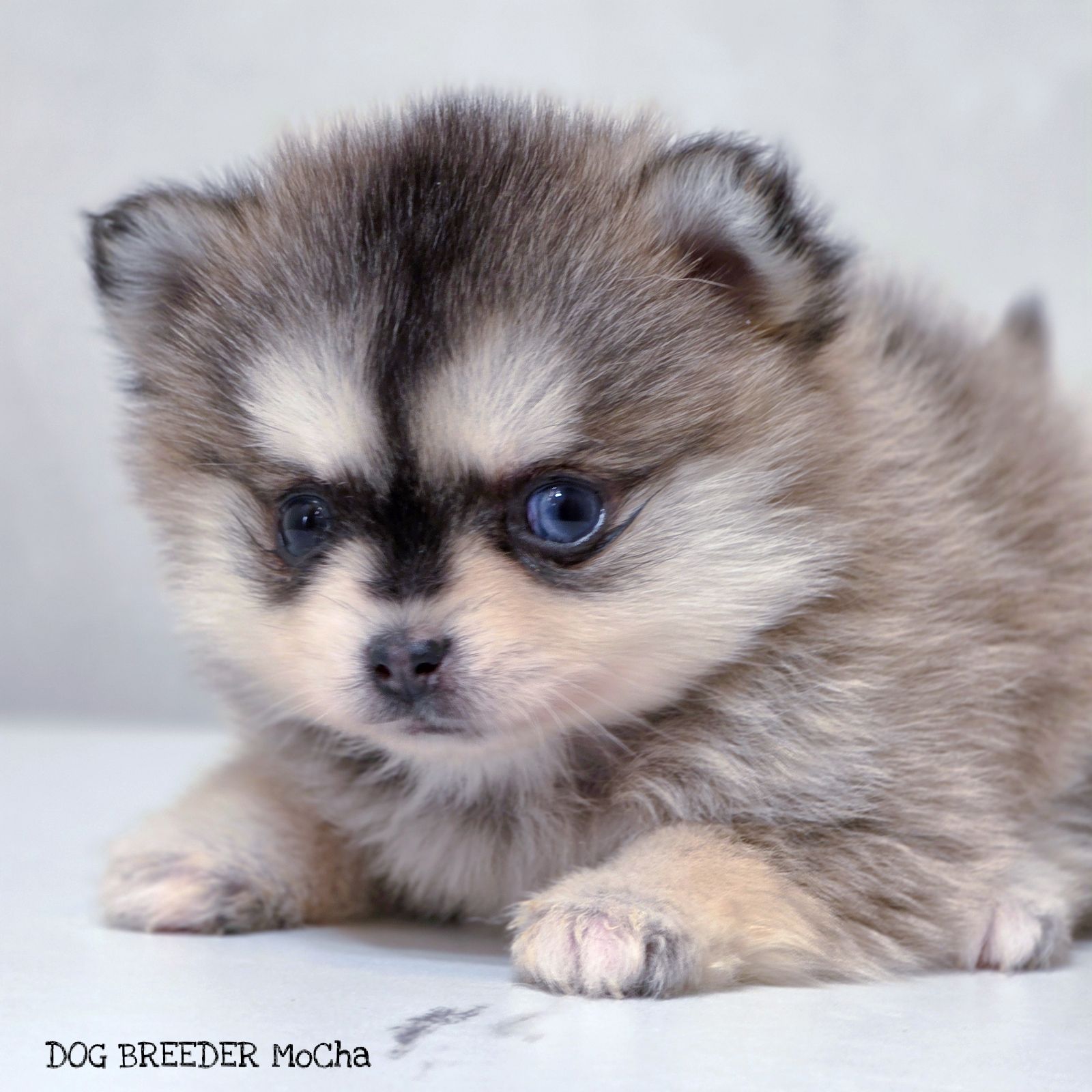 ポンスキー子犬ID()画像3