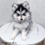 ポンスキー子犬ID()サムネイル画像2