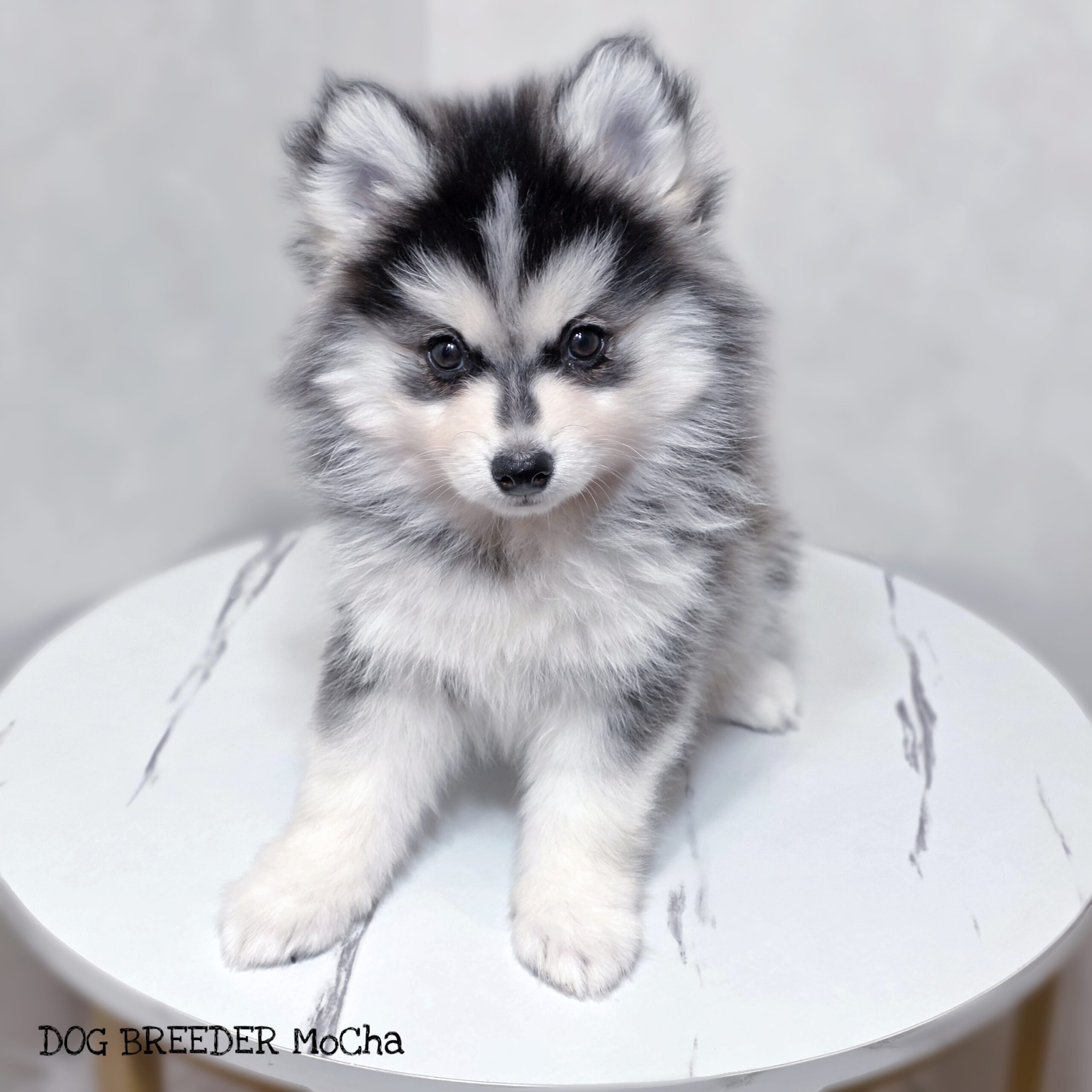 ポンスキー子犬ID()画像2
