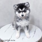 ポンスキー子犬ID()サムネイル画像2
