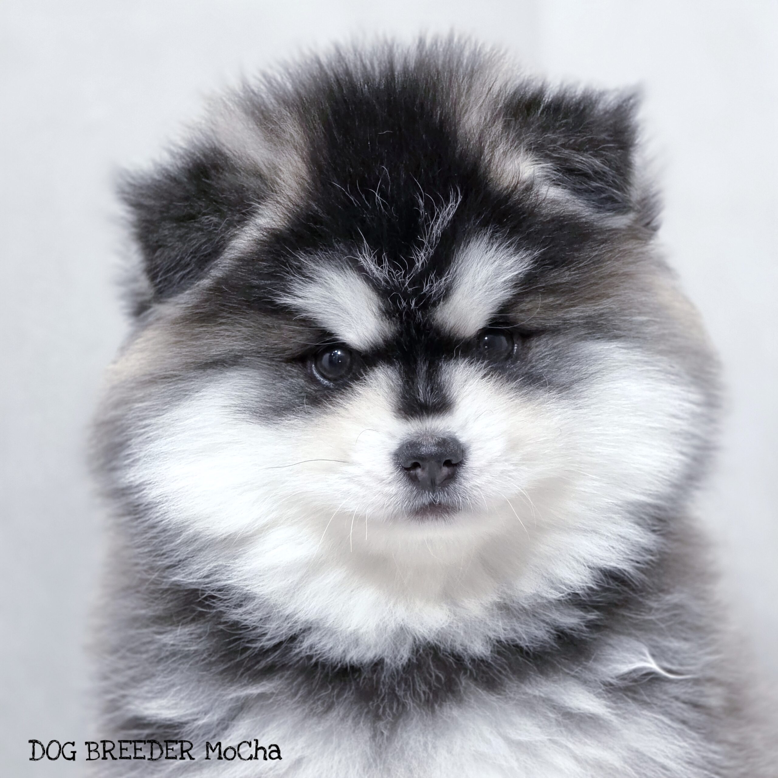 ポンスキー子犬ID()画像3