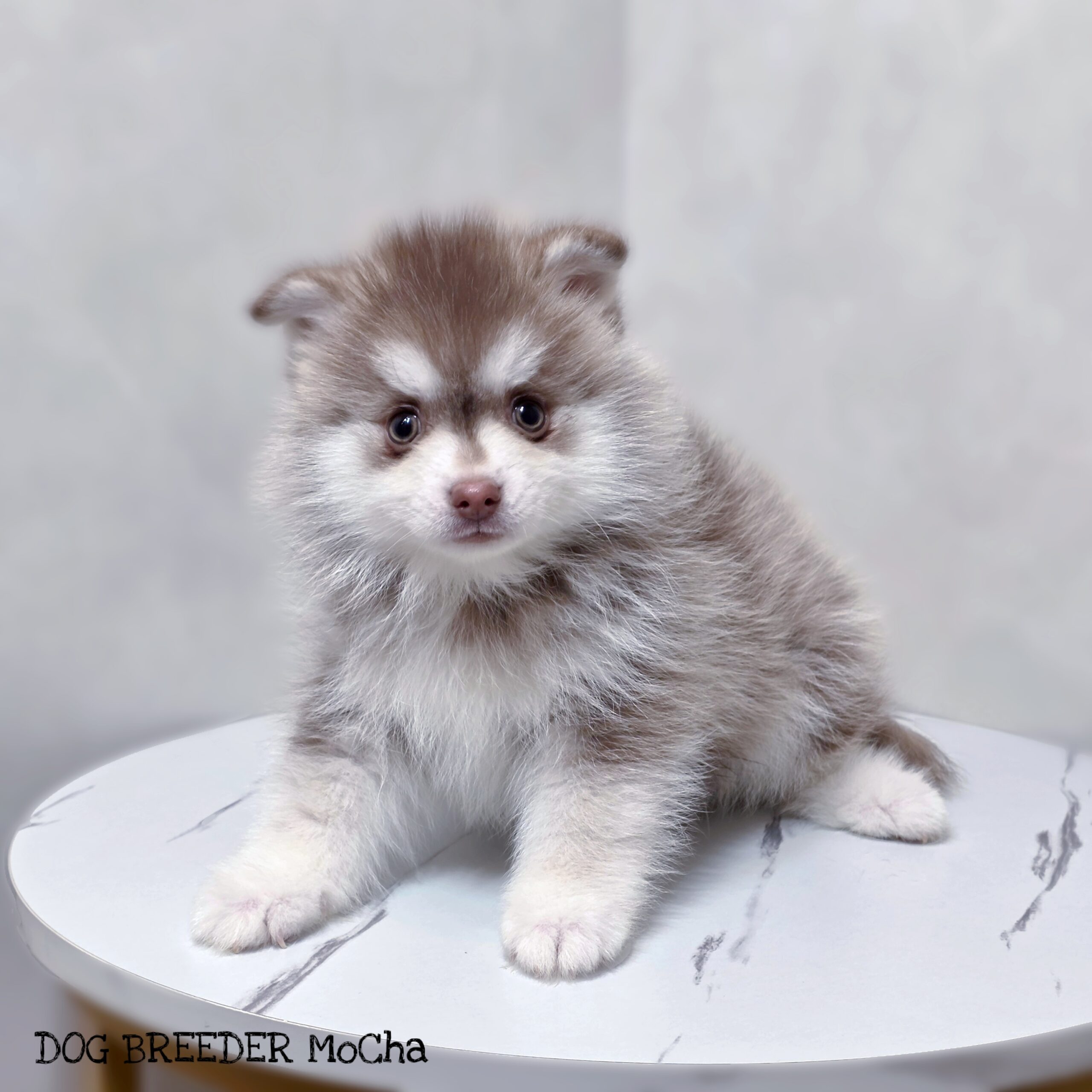 ポンスキー子犬ID()画像2