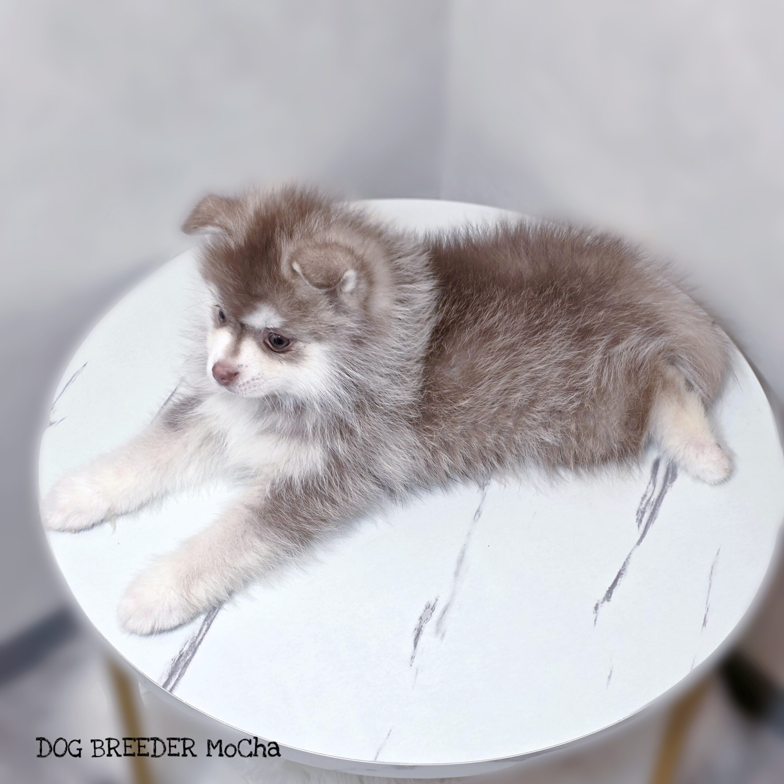 ポンスキー子犬ID()画像3