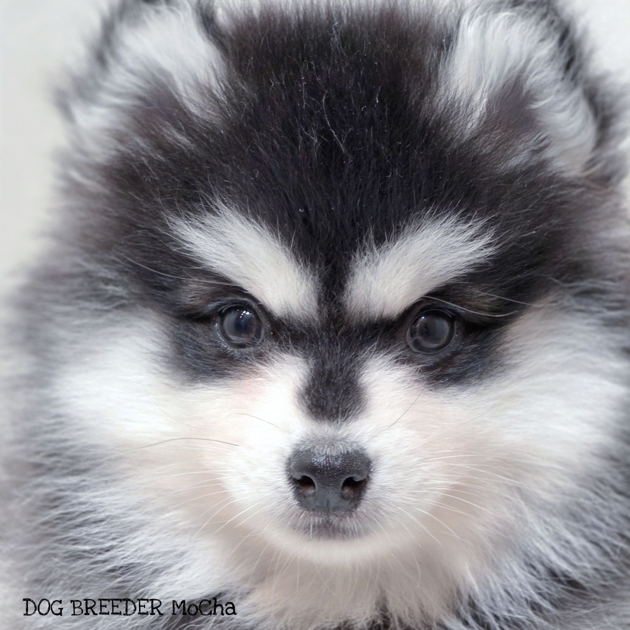 ポンスキー子犬ID()画像3