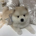 ポンスキー子犬ID()サムネイル画像1