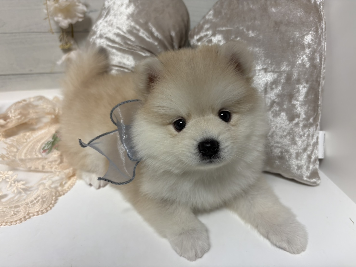 うにちゃんの画像