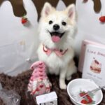 ポンスキー子犬ID()サムネイル画像2