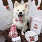 ポンスキー子犬ID()サムネイル画像3