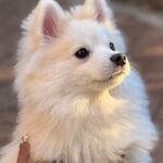 ポンスキー子犬ID()サムネイル画像4