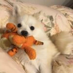 ポンスキー子犬ID()サムネイル画像5