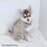 ポンスキー子犬ID()サムネイル画像1