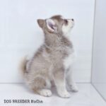 ポンスキー子犬ID()サムネイル画像3