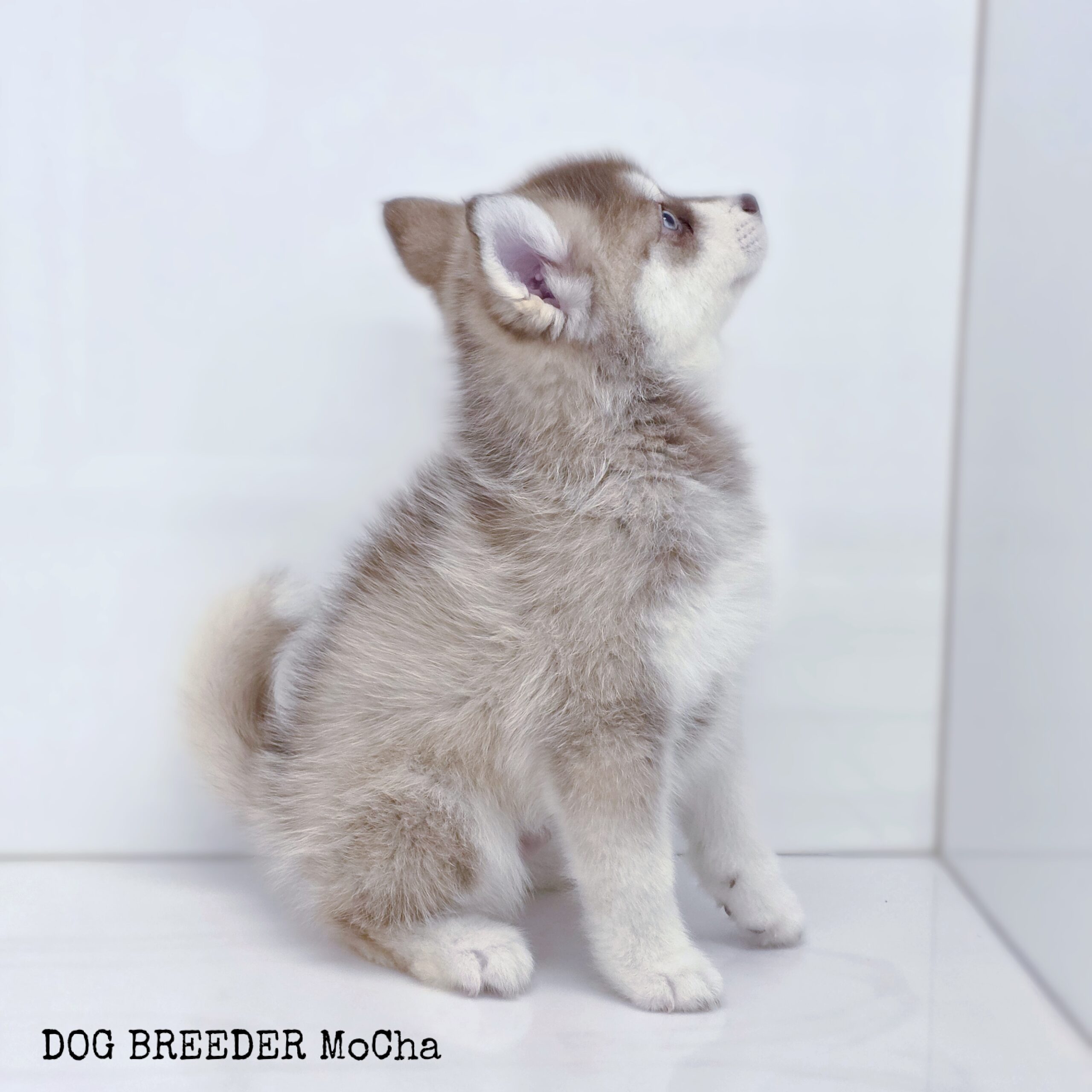 ポンスキー子犬ID()画像3