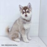ポンスキー子犬ID()サムネイル画像2