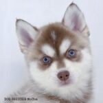 ポンスキー子犬ID()サムネイル画像4
