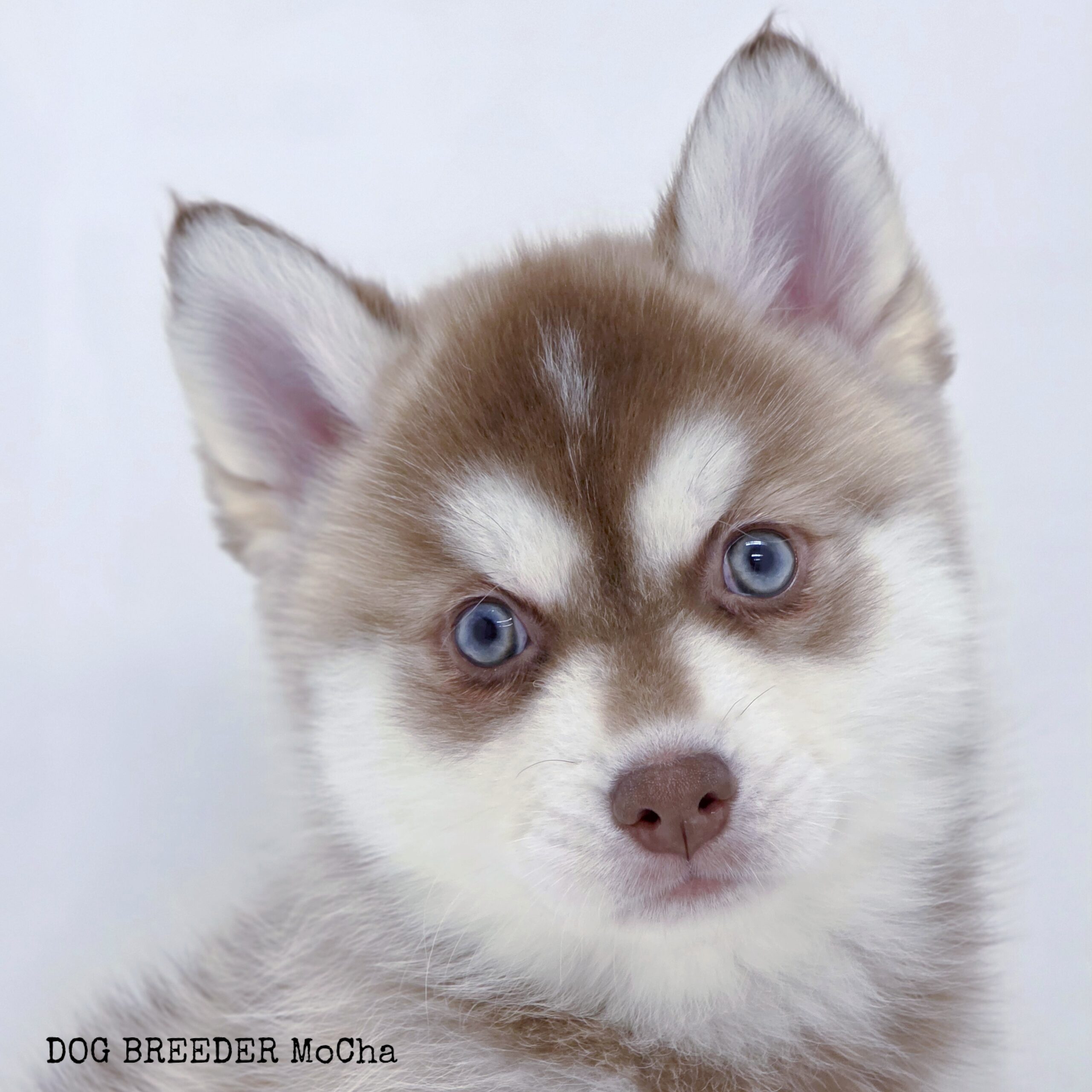ポンスキー子犬ID()画像4