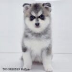 ポンスキー子犬ID()サムネイル画像2