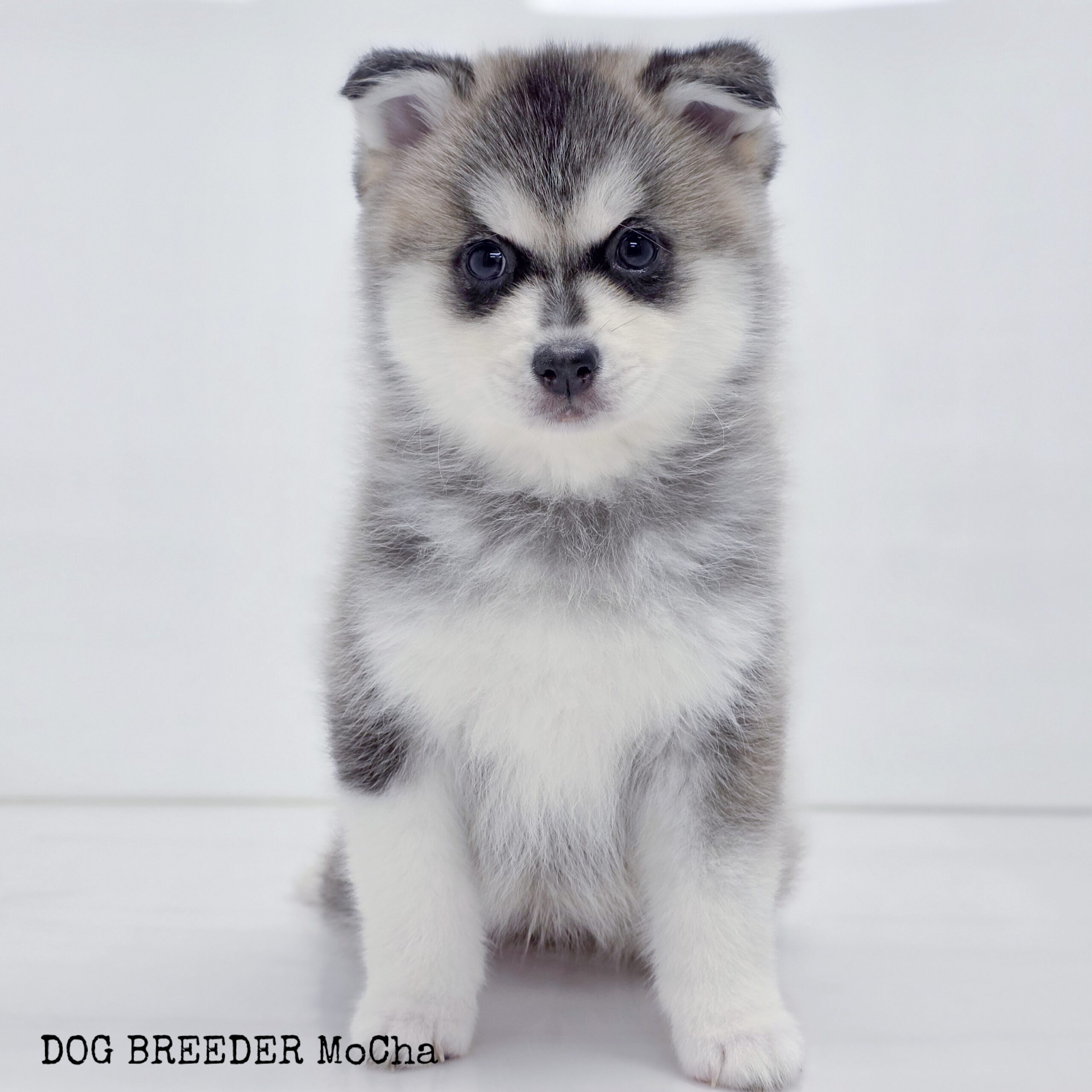 ポンスキー子犬ID()画像2