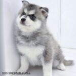 ポンスキー子犬ID()サムネイル画像3