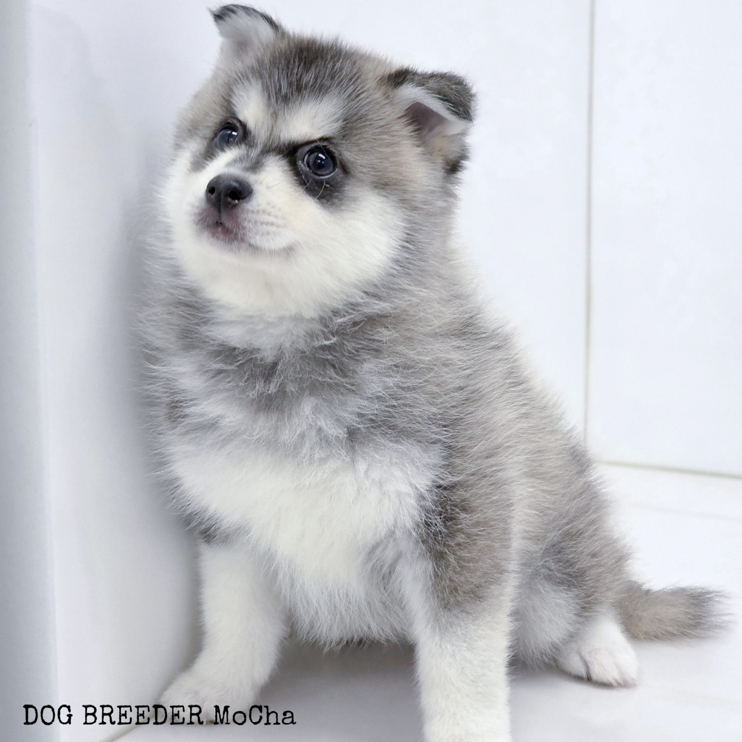 ポンスキー子犬ID()画像3