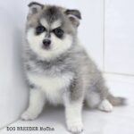 ポンスキー子犬ID()サムネイル画像1