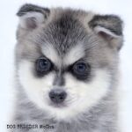 ポンスキー子犬ID()サムネイル画像4