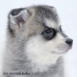 ポンスキー子犬ID()サムネイル画像5