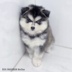ポンスキー子犬ID()サムネイル画像2
