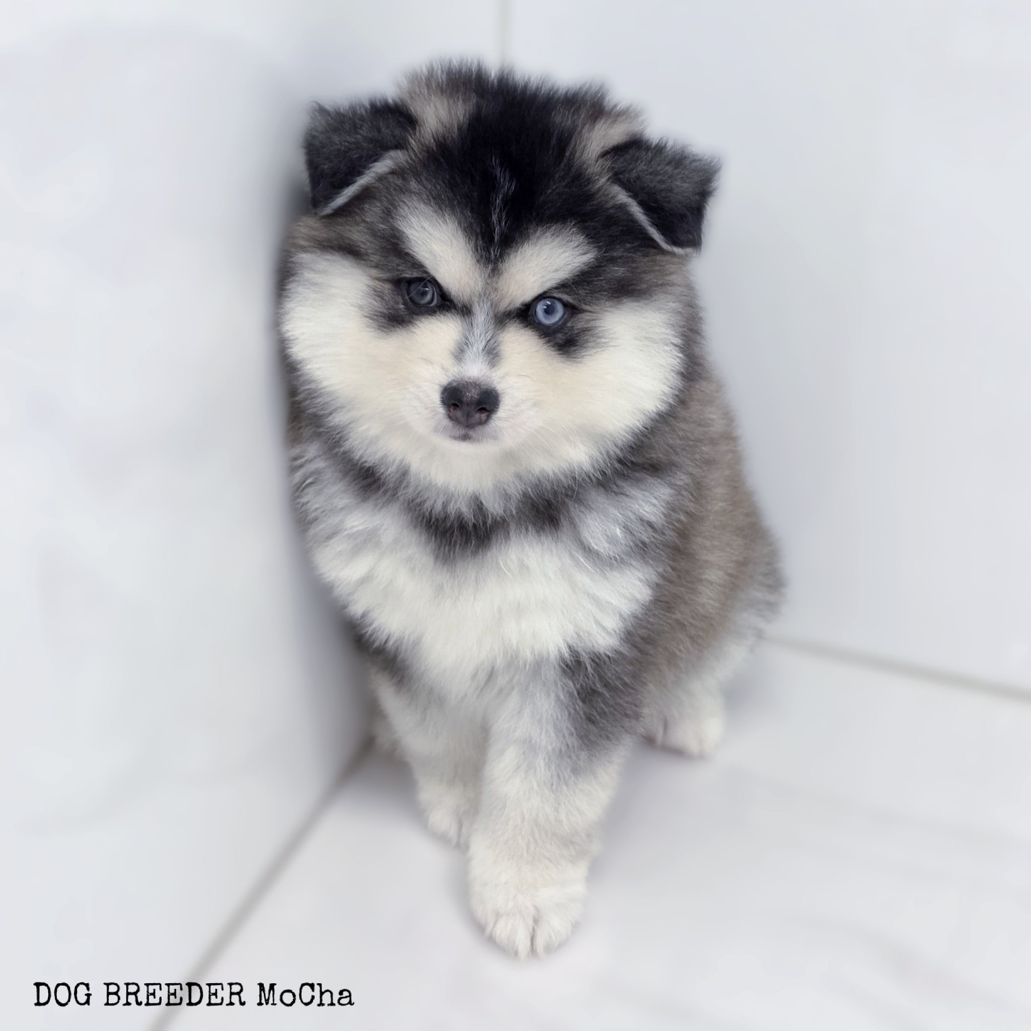 ポンスキー子犬ID()画像2