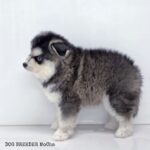 ポンスキー子犬ID()サムネイル画像3