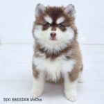 ポンスキー子犬ID()サムネイル画像1