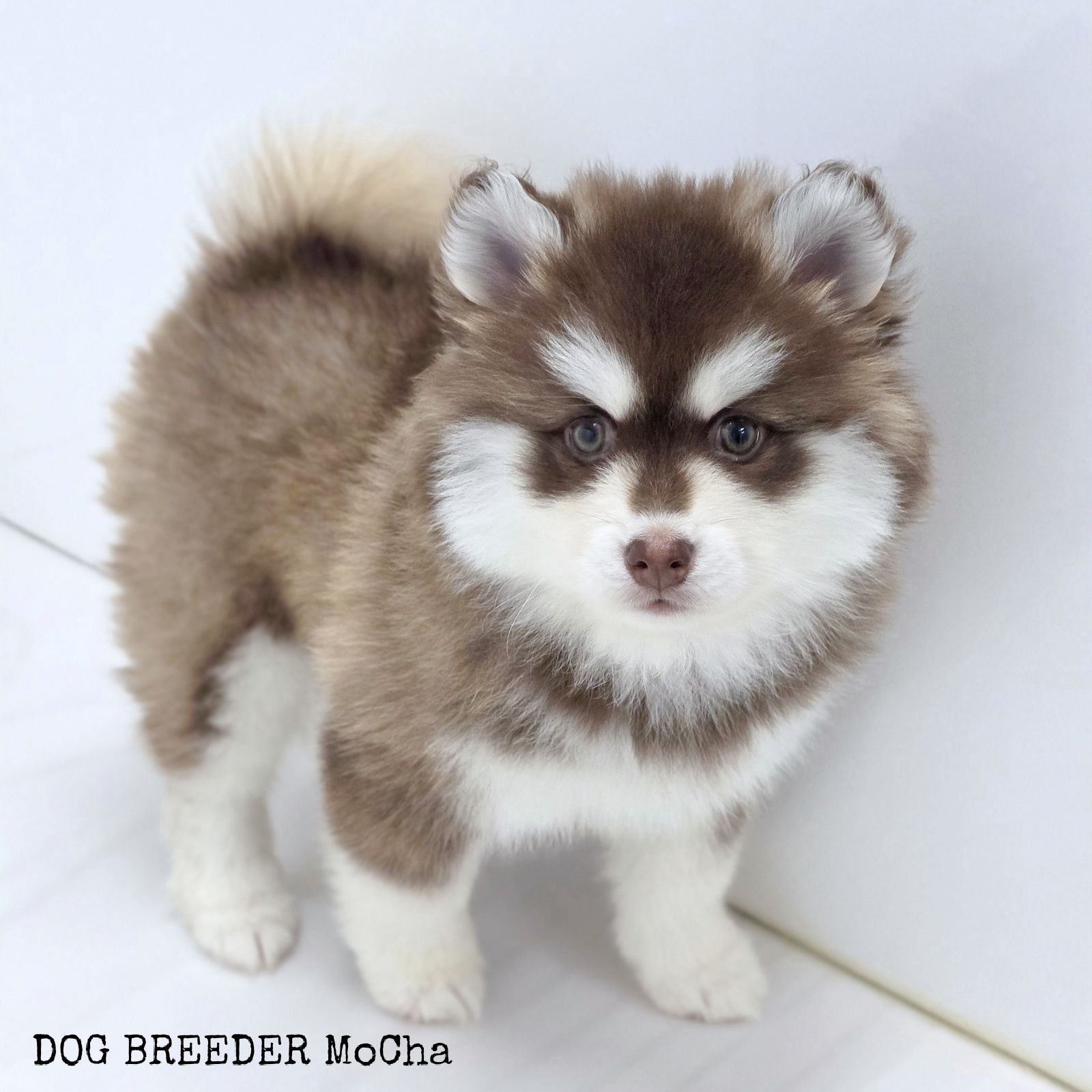 ポンスキー子犬ID()画像3