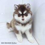 ポンスキー子犬ID()サムネイル画像2