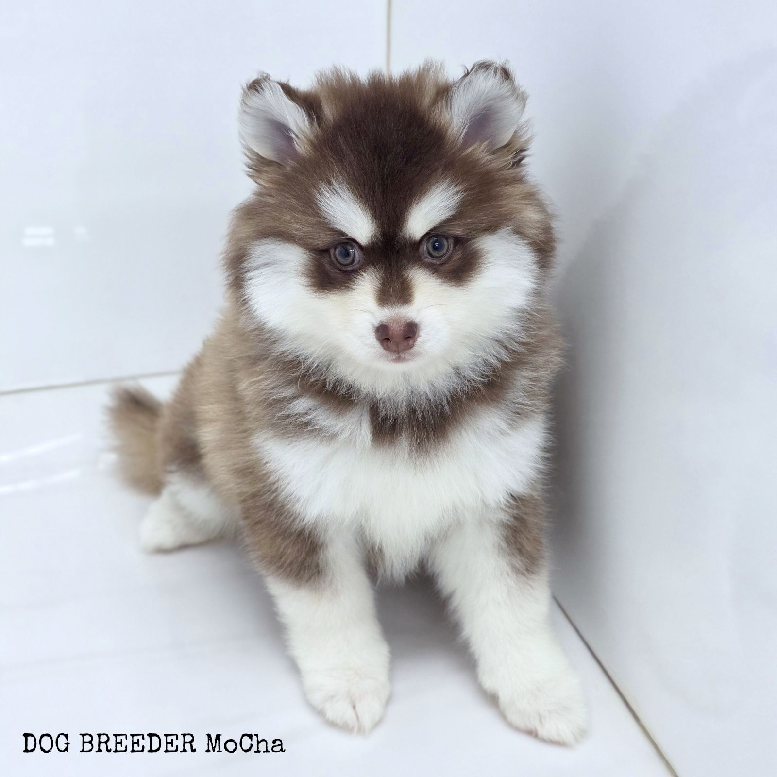 ポンスキー子犬ID()画像2